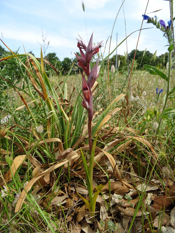 Serapias vomeracea - Gargano (FG)